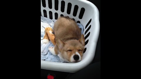 funny dogs,puppy-corgi-sleeping