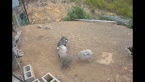 A late afternoon for free range guinea fowl #guineafowl