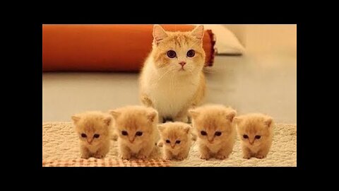 Top Funny Cat Videos try to stop your laugh 2