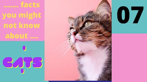 Amazing Facts You Might Not know About Cats - Part 7 of 25