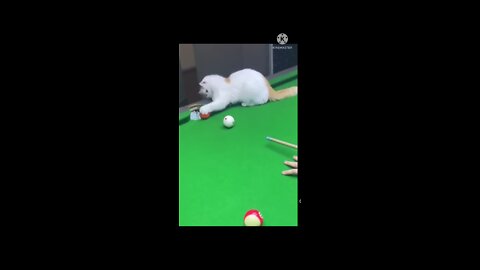 claver pet ll😻 cute pet ll wonderful pet ll funny video ll our pet partner