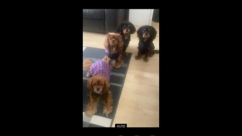 Cutie Cavaliers