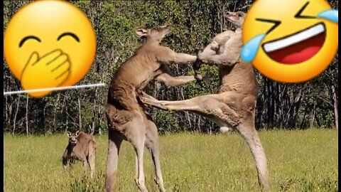 Kangaroo Boxing Fight | Funny Animal Videos