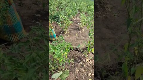 THE GUNDUMULAK CULTIVATION IN TAMILNADU