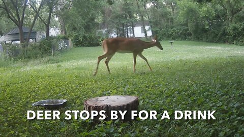 Deer Stops By For A Drink