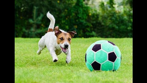 Canine interruption: How a dog brought a football match to a halt