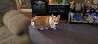 Corgi looking for mischief