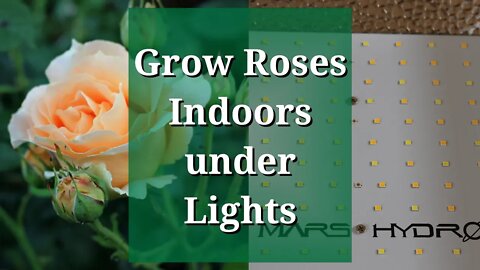 Grow Roses Indoors Under Lights: Mars TS 1000W LED Grow