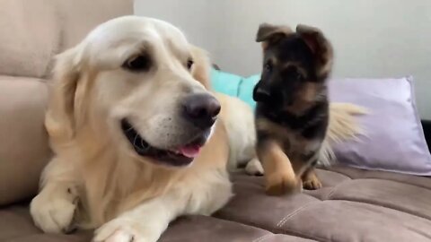 How the Golden Retriever and the German Shepherd Became Best Friends [Compilation]-1