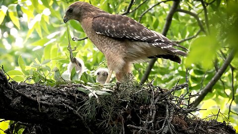 The Lizard and the Hawks, Sony A1/Sony Alpha1, 4k/60p