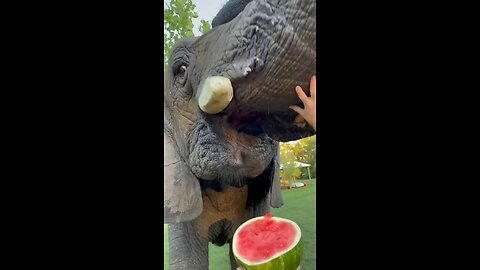 A cute elephant eating his favorite fruit