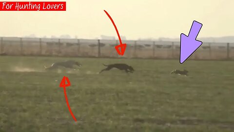 2 Greyhounds Vs1 Rabbit 😱 2 galgos frente a 1 conejo 2 борзых против 1 кролика 2 سلوقي ضد ارنب واحد