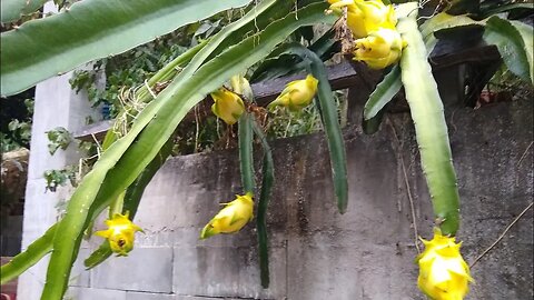 como fazer poda de formação e produção na pitaya