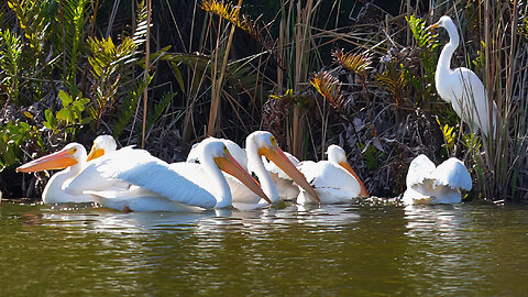 Beautiful White Pelicans Feeding