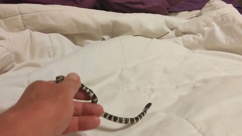 BABY California King Snake - Enters the "White Tundra" for 1st Time! (part 3)