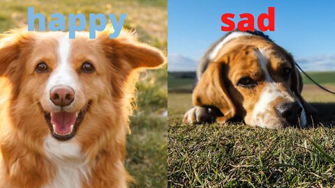 Is Your Dog Happy Or Sad Top 10 Signs Your Dog Is Happy With You!