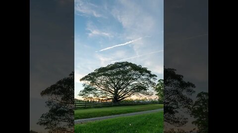 Huntingdon Tree Sunset