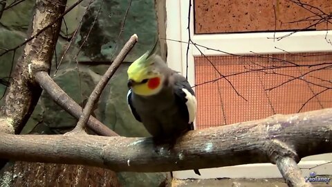 4K HDR Video – Beautiful Lovebird | Budgies and Cockatiel Birds Playing and Feeding-25