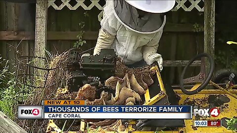 Cape Coral home owner terrorized by bees