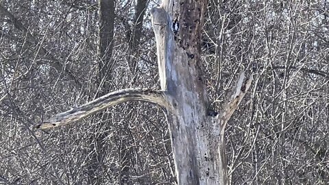 Hairy Wood Pecker on a cold day