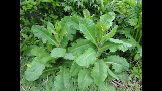 Wild Lettuce in Backyard: I