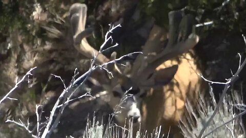 MONSTER MULEY HIDING IN THE JUNIPER! MULE DEER BUCKS!!