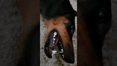 🤬Dangerous Dog Breed!☠️ #subscribe #like #viral #share #doberman #dogs