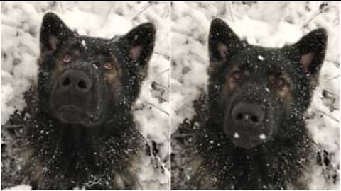 Pastor alemão adora ver nevar