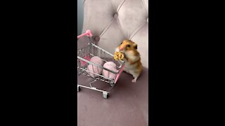 Cute Hamster With Little Shopping Cart