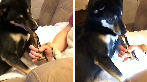 Dog starts biting flashlight and blinks her light