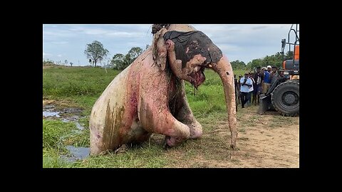 The wild elephant drowned in mud | Wild Elephant Sri Lanka | Elephant