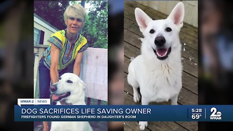 Dog sacrificed life to save owner