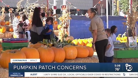 How pumpkin patches are operating under amid reopening restrictions