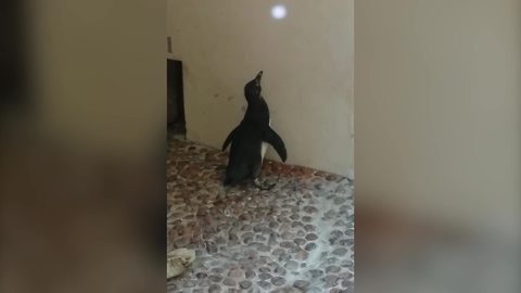 A Group Of Penguins Chases A Shiny Dot On The Wall