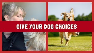 Giving Your Dog Choices