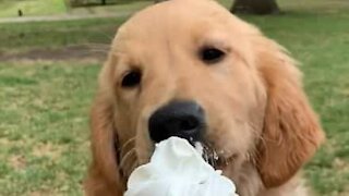 Ces deux golden retrievers se disputent pour de la glace