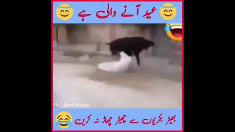 Ethiopian Funny Bakra Eid Video! Animal's Attack! Pakistani Videos