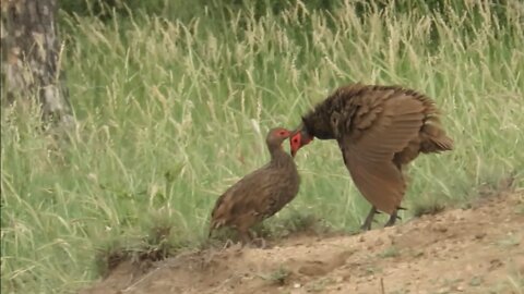 Male bird's attempt to impress female makes her run for the hills