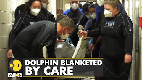 Chicago’s Brookfield Zoo gives Dolphin cancer treatment | Latest World English News