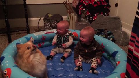 Twin Babies Laughter is CONTAGIOUS