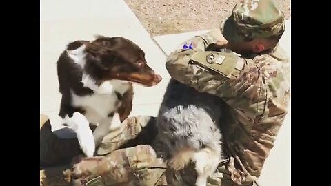 Dogs Welcoming Home Their Owners | Heart-Warming Compilation