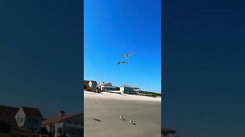 Labor Day Feeding the Birds lol