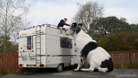 World biggest dog