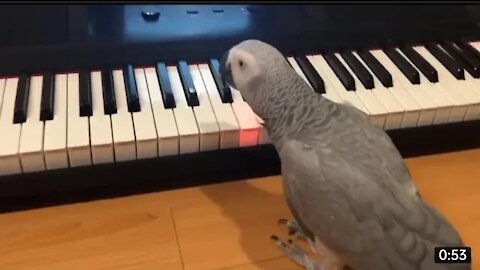 Amazing parrot playing oh my darling by clementine on piano