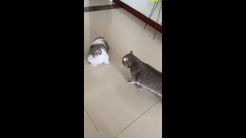 Funny cats fighting video I can’t stop laughing 🤣