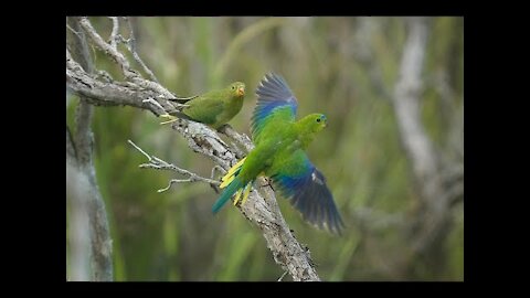 Operation Orange-bellied parrot