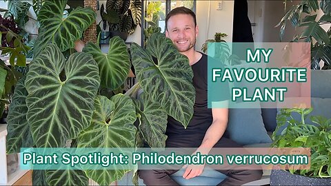 My Favourite Plant - Philodendron verrucosum - Plant Spotlight