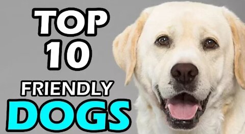 TOP 10 FRIENDLY DOG BREEDS