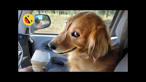 Funny videos of animal🐱🐶|| funniest animal ever🤣😅||CHECK DESCRIPTION 💥🤌