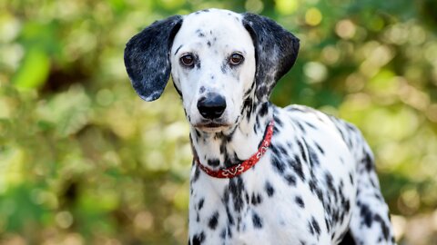 Training Dalmation Dog